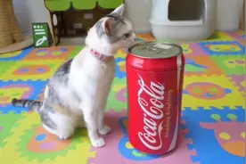 嘴馋的猫想喝可乐，结果差点被可乐给喝了