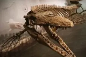 令人无比惊奇的几种罕见海洋怪物！这种虾一记重拳能击碎玻璃图片