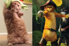 会站立的喵星人，真实世界里的“穿长靴的猫”图片