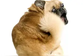 狗狗将自己的尾巴咬下来，平时狗狗喜欢追自己尾巴不容小觑！图片