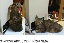 警惕！家里的猫咪容易被这个伤害到图片