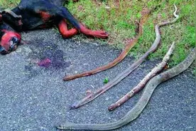 4条眼镜蛇半夜入侵民宅，杜宾犬发现后和毒蛇展开搏斗图片