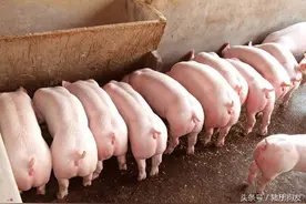 养猪记：后备母猪的选择要下凸后翘眼睛有神，标准的美女猪图片