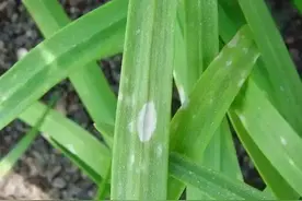 菜吧：韭菜也会生病？蔬菜小医生来啦！图片