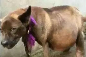 狗狗肚大如猪，原以为是怀孕，兽医的话让人惊呆了图片