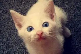 小白猫怯生生的亲了一下橘猫，就被橘猫收为干女儿图片