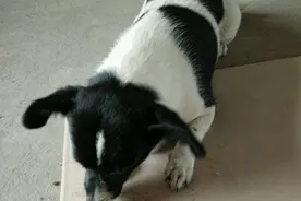 好可怜的狗狗，一看到我就摇头晃脑！图片