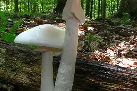 光听名字就吓死人的菇类、菌类图片