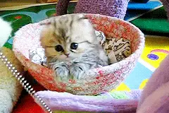 刚出生的小奶猫，主人用碗和毛毡做个窝，简直萌化了图片