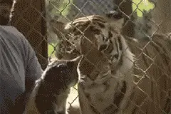 当喵星人遇到真正的老虎之后~~哈哈，大写的懵逼~~图片