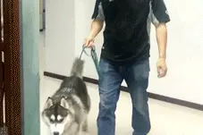 主人假装晕倒后，狗狗的反应简直太感人了!图片