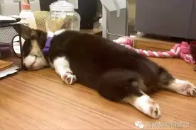 这就是传说中的“累成狗”了图片