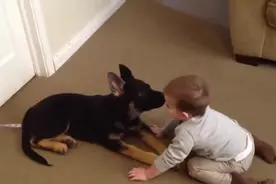 大狗逗还不会走的小主人开心，真是要被萌死了！图片