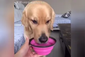 狗狗太聪明了，渴了知道叼个装水的碗过来图片