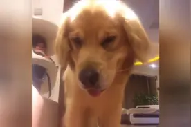 金毛狗狗晚上自己在家的状态图片