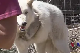 这是一个专门收养狼的庇护所，你可以选择把它们领养回家！图片