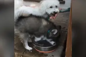 哈士奇和博美的混血，二哈基因太强大！