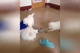 （萌宠造型）第十期：狗宝宝和妈妈干仗图片