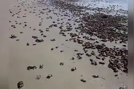 海滩上密密麻麻爬满了螃蟹，拿着袋子装都装不完，这也太爽了！图片