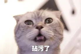 猫咪放屁，台下导师众说纷纭，到底秘密何在？视频封面