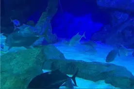 原来iPhone可以这样为照片添加备注！绝对实用！图片