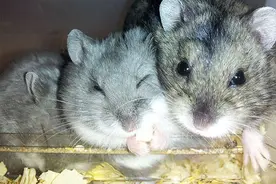 仓鼠合养的注意事项图片