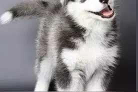 原始的古老犬种——哈士奇图片