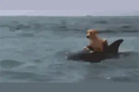 骑着海豚去兜风，这条狗狗不一般。图片