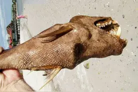 男子海边看到一个不明生物，仔细研究后，百思不得其解图片
