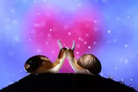 后花园里雨后的小生物们，彩色的自然图片