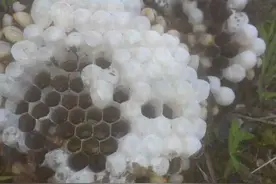 如此生猛的暴力美食，野味十足的野生蜂蛹，这样吃能爽你一嘴图片