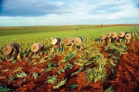 公益助农卖菠萝60万斤，天猫店损失50万面临破产，法律怎么说图片