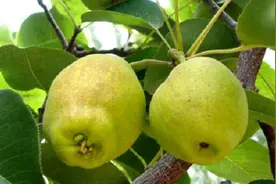 母水果比公水果更好吃？挑水果实用技巧大全！图片