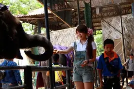 泰国的大象吸引人图片