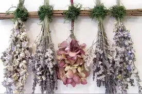 手把手教你制作美腻的干花的方法图片