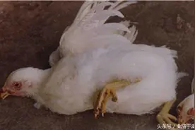 鸡球虫病的三个免疫预防方法，不想让鸡得球虫病养殖户快来看图片