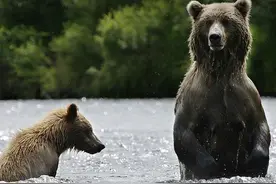 寒天雪地棕熊背着幼崽外出觅食，场面温馨感动图片