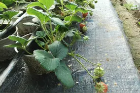 可以这样盆里种草莓，韭菜，用的时候直接放漂亮花盆里就可以图片
