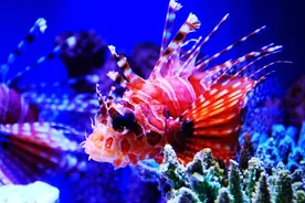 2016自驾游之上海海洋水族馆图片