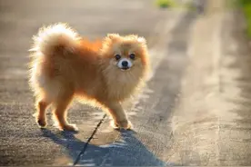 博美狗狗经常发抖的原因是什么？怎样做可以预防博美发抖呢图片