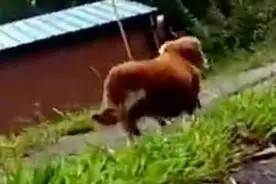 主人为了测试狗狗假装晕倒在路边，却没想到结局竟是这样图片
