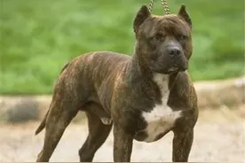 颠覆人们印象的比特犬一笑就是整整12年图片