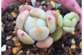 让多肉总能保持果冻色的秘密~图片