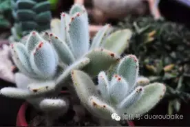不管什么时候，请让你家肉肉有水喝！图片