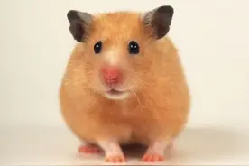 千万别作死去惹这些人，脾气超级火爆的三种生肖！图片