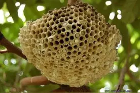 美食—油炸蜂蛹图片