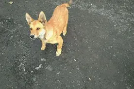 我们家狗狗严重的螺旋腿！别说去医院 ，去不起！图片