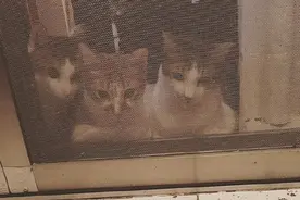 萌宠趣事第512：网友买不起喵星人摇摆时钟，于是就自己DIY图片