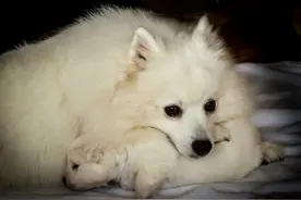 狗狗怀孕保胎小知识知多少图片