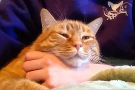 橘猫在收容所里哀伤缩角落，被领养后幸福全写在脸上！图片